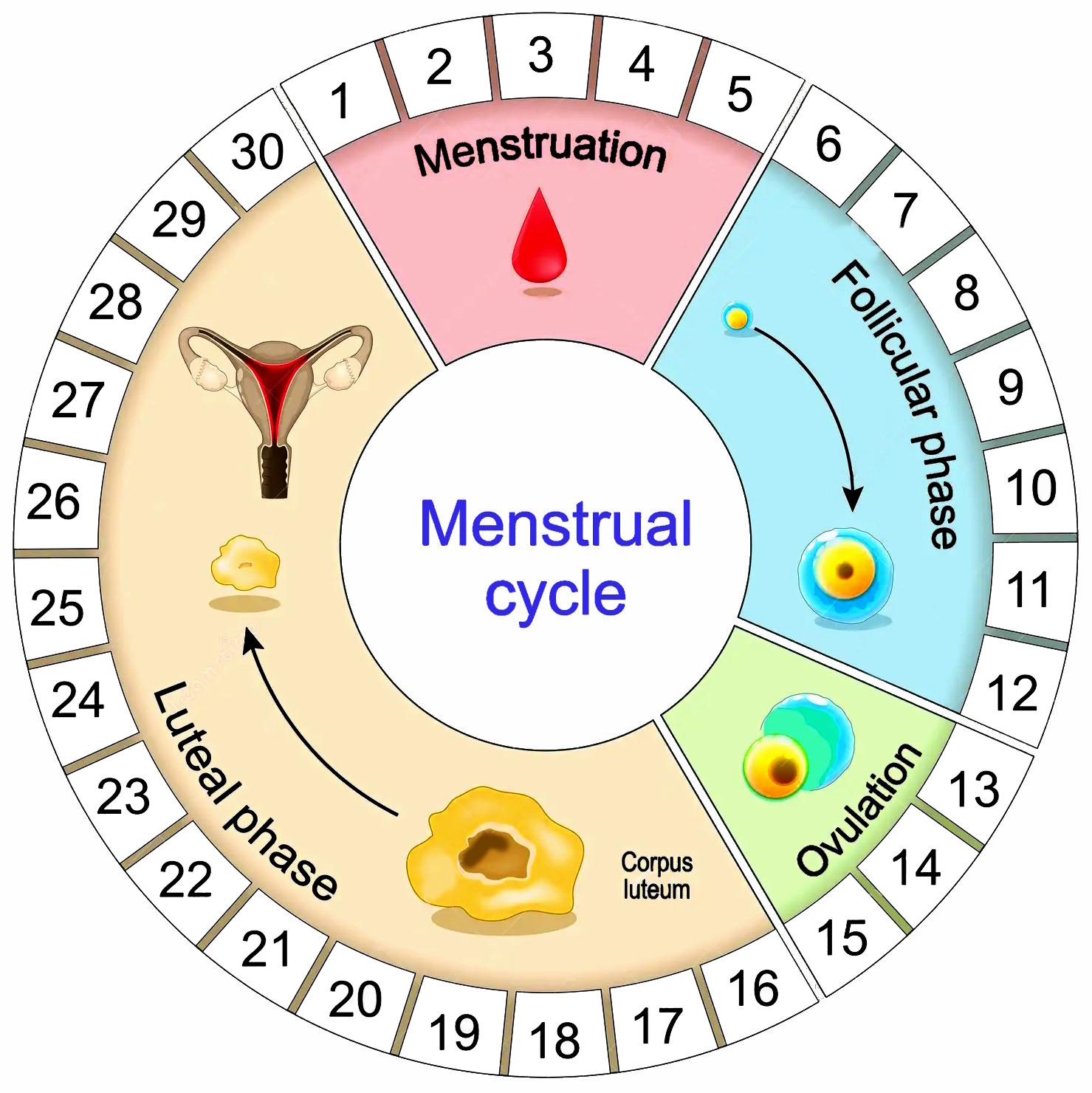 ovulation calculator menstrual cycle
