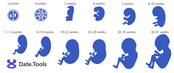 pregnancy calculator by date tools